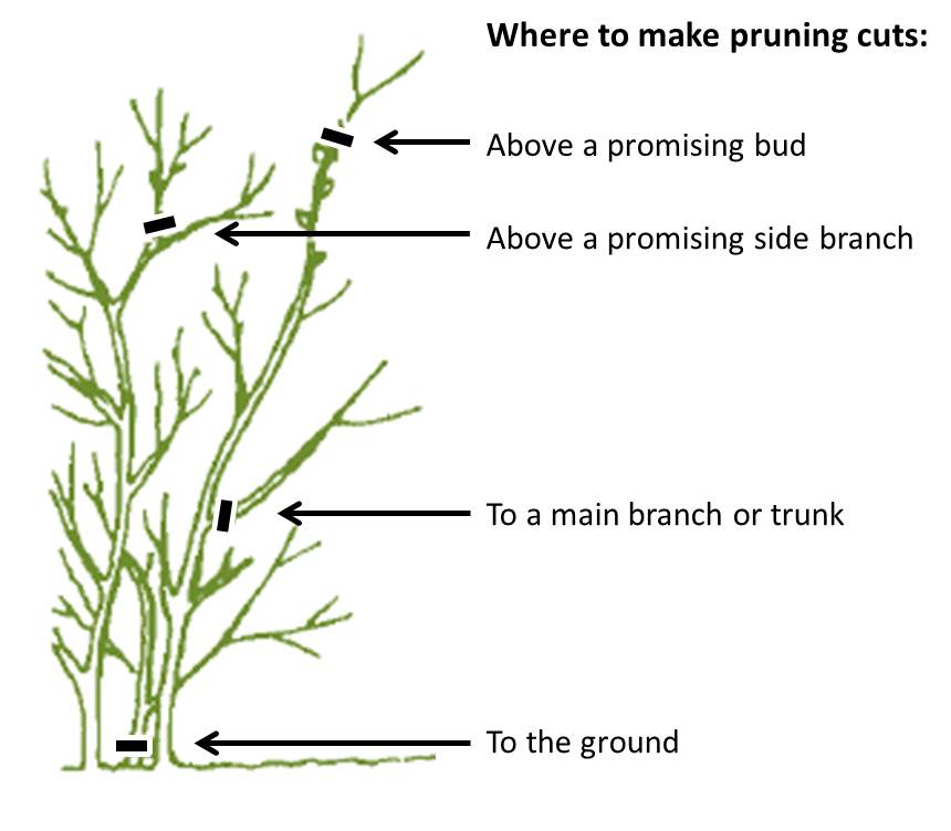 Where to make cuts